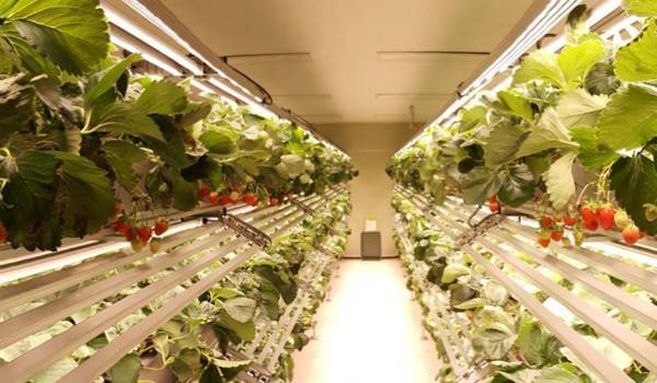 nSmart Farm Factory^IAgronics